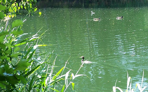 Enten auf dem "Seechen", Foto: Petra Förster, Lizenz: Tourismusverband Dahme-Seenland e.V.