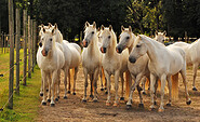 horses at the Camargue-Pferde-Hof Wesendahl , Foto: FRUVEG GmbH