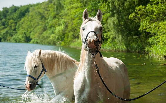 horses at the Camargue-Pferde-Hof Wesendahl, Foto: Camargue-Pferde-Hof Wesendahl
