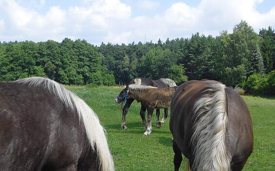Kutsch- und Kremserfahrten Zander, Foto: Kutsch- und Kremserfahrten Zander