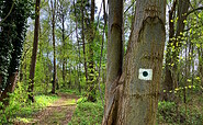 Wegmarkierung: Grüner Punkt auf weißem Hintergrund in quadratischer Form, Foto: Jörg Bartz, Lizenz: TV Ruppiner Seenland e.V.