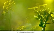 Bild der Senfpflanze, Foto: Naturheilpraxis Anja Scholze , Lizenz: Anja Scholze