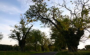 Avenue around the Zernikow estate, Foto: Tourismusverband Ruppiner Seenland e.V. , Lizenz: Tourismusverband Ruppiner Seenland e.V.