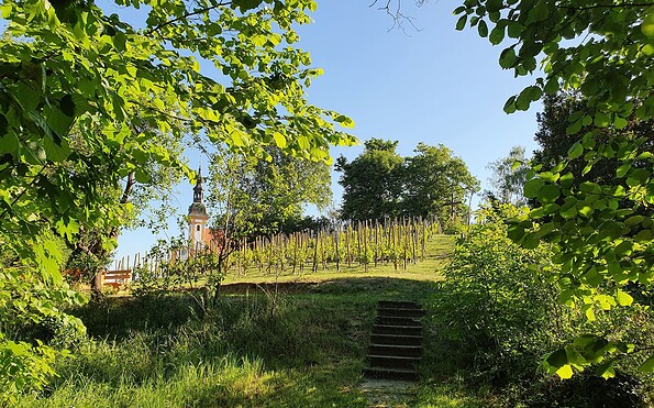 Neuzeller Weinberg, Foto: Marie Kessler, Lizenz: Seenland Oder-Spree
