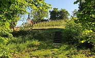 Neuzell vineyard, Foto: Marie Kessler, Lizenz: Seenland Oder-Spree
