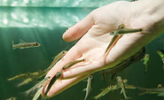 Fischspa, Foto: Müritz Präventionshaus