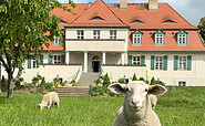 Gutshaus Lietzow Schafe, Foto: Schob Hotel &amp; Gastro GmbH, Lizenz: Schob Hotel &amp; Gastro GmbH