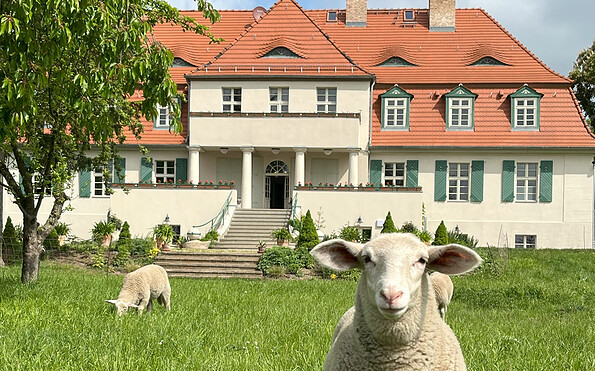 Gutshaus Lietzow Schafe, Foto: Schob Hotel &amp; Gastro GmbH, Lizenz: Schob Hotel &amp; Gastro GmbH