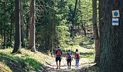 Nadelwald im Gamengrund auf dem 66-Seen-Wanderweg, Foto: Christoph Creutzburg