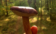 Pilz im Wald , Foto: Jannika Olesch, Lizenz: Tourismusverband Ruppiner Seenland e.V.