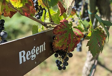 Weinanbau Schlieben Elbe-Elster-Land