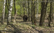 Wisent in Sielmanns Naturlandschaft Döberitzer Heide, Foto: Steffen Lehmann, Lizenz: TMB Tourismus-Marketing Brandenburg GmbH