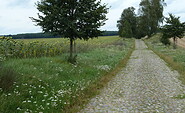 Sonnenblumen bei Braunsberg, Foto: TV Ruppiner Seenland e.V., Lizenz: TV Ruppiner Seenland e.V.