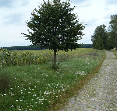 Von Neuruppin nach Braunsberg