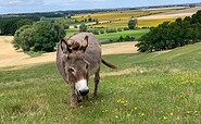 Esel aus dem Haustiergarten an den Oderhängen, Foto: Haustiergarten Mallnow