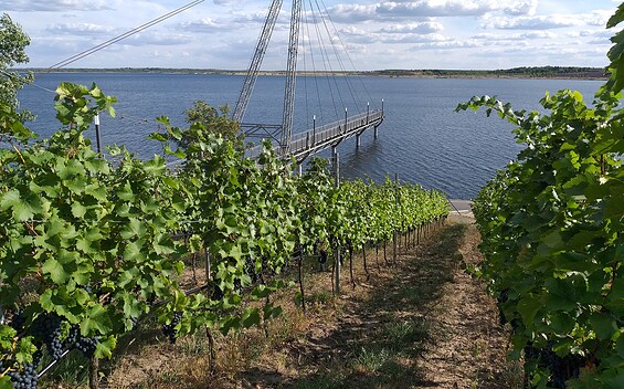 Vineyard on Lake Großräschen, Foto: Denise Hoika, Lizenz: Tourismusverband Lausitzer Seenland e. V.
