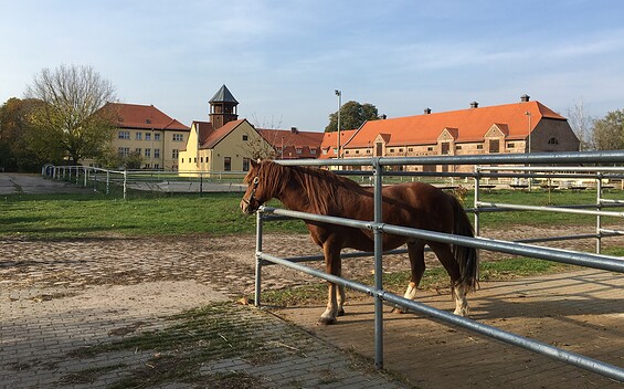 Reitgut Bodddinsfelde, Foto: Petra Förster, Lizenz: Tourismusverband Dahme-Seenland e.V.