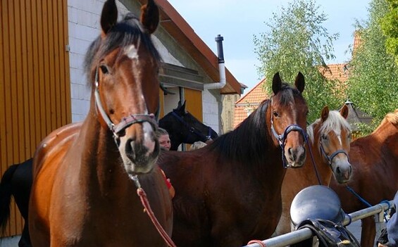 Reitgut Boddinsfelde, Foto: Petra Förster, Lizenz: Tourismusverband Dahme-Seenland e.V.
