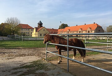 Ferienwohnungen bei Reitgut Boddinsfelde