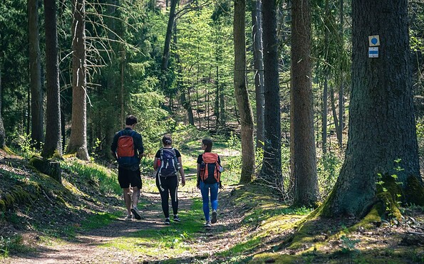 Gramengrund Nadelwald, Foto: Christoph Creutzburg