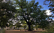 Park mit altem Baumbestand, Foto: Jörg Bartz, Lizenz: TV Ruppiner Seenland e.V.