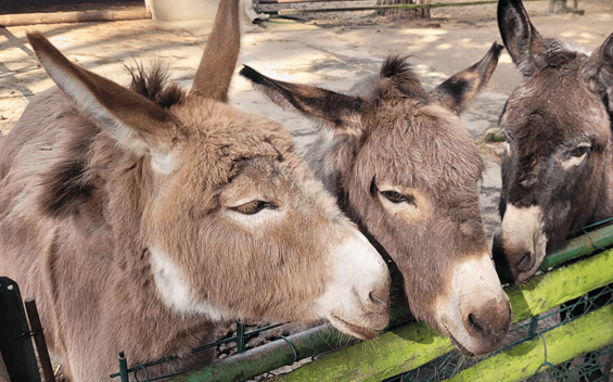 Donkey trio in the Eisenhüttenstadt animal enclosure, Foto: Katja Flügel, Lizenz: Förderverein des Tiergeheges Eisenhüttenstadt e.V.
