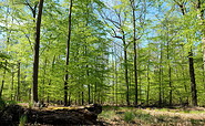 Am Waldesrand, Foto: Antje Tischer, Lizenz: TMB Fotoarchiv