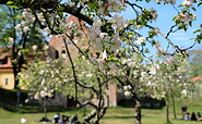 Blütenpracht Kloster Lehnin, Foto: Antje Tischer, Lizenz: TMB Fotoarchiv