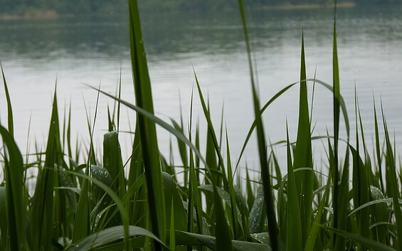 Blick auf den Sellenzugsee, Foto: Petra Förster, Lizenz: Tourismusverband Dahme-Seenland e.V.