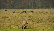 Wild und Haustierpark Liebenthal