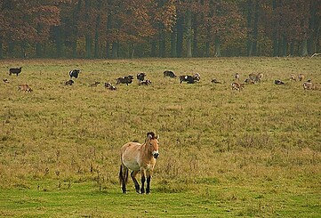 Wild- und Haustierpark