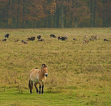 Wild- und Haustierpark