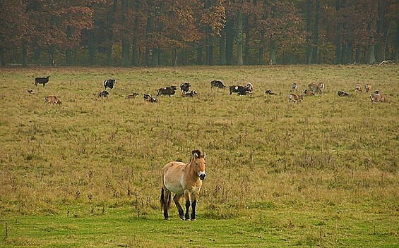 Wild und Haustierpark Liebenthal