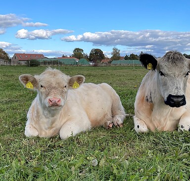Elfenhof Weiderinder