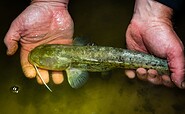 catfish fishing, Foto: Florian Läufer, Lizenz: Seenland Oder-Spree