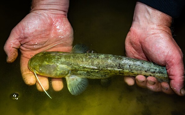 catfish fishing, Foto: Florian Läufer, Lizenz: Seenland Oder-Spree