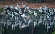 Kraniche Naturparadies Grünhaus, Foto: Frank Leo, Lizenz: NABU-Stiftung Nationales Naturerbe