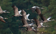 Naturparadies Grünhaus Kraniche, Foto: Frank Leo, Lizenz: NABU-Stiftung Nationales Naturerbe
