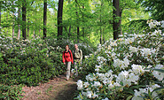 Rhododendrenweg im Schlosspark Wiesenburg, Foto: Bansen-Wittig