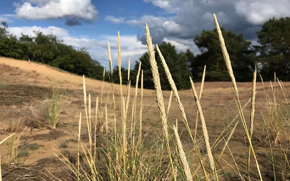 Circular walk to Waltersberge inland dune