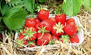 Frische Erdbeeren vom Feld © Gabriele Müller