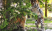 Zoologischer Garten Eberswalde - Sibirische Tiger, Foto: Rainer Schluttig