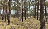 Rundwanderung Bugk und seine Sahara, Foto: Tourismusverein Scharmützelsee