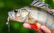 Perch, Foto: Florian Läufer, Lizenz: Seenland Oder-Spree
