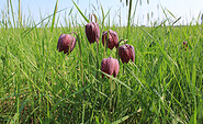 Blühende Schachbrettblume, Foto: Bansen-Wittig