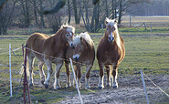 Pferde auf der Koppel, Foto: Bansen-Wittig