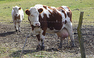 Kühe auf der Weide zwischen Steinberg und Bücknitz, Foto: Bansen-Wittig