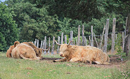 Highlands auf der Weide, Foto: Bansen-Wittig