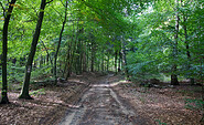 Wanderweg durch den Wald, Foto: Bansen-Wittig