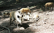 Wildschweingatter &quot;Alte Hölle&quot;, Foto: Bansen-Wittig